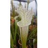 Sarracenia leucophylla 'alba'