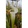 Sarracenia leucophylla 'alba'