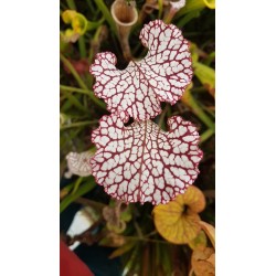 Sarracenia leucophylla 'red neck'