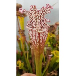 Sarracenia leucophylla 'red neck'