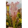 Sarracenia leucophylla 'red neck'