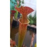 Sarracenia x orange fire