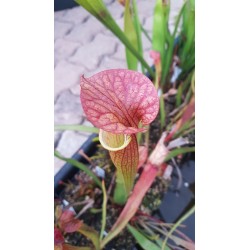 Sarracenia x orange fire