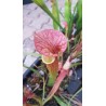 Sarracenia x orange fire