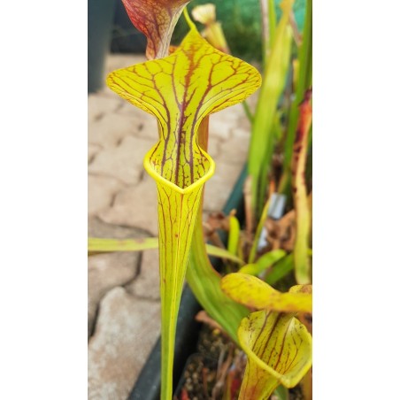 Sarracenia flava var. ornata 'Allenton co.'