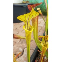 Sarracenia flava var. ornata 'Allenton co.'