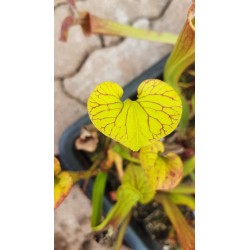 Sarracenia flava var. ornata 'Allenton co.'