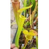 Sarracenia flava var. ornata 'Allenton co.'