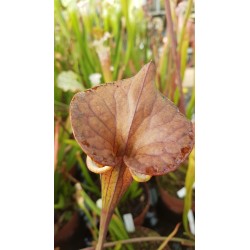 Sarracenia flava var. cuprea - copper top