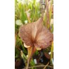 Sarracenia flava var. cuprea - copper top