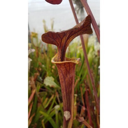 Sarracenia flava var. cuprea - copper top