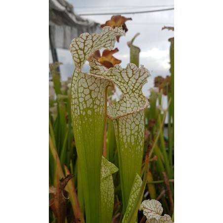 Sarracenia leucophylla 'large pitchers, nice colouration 3'