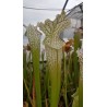 Sarracenia leucophylla 'large pitchers, nice colouration 3'