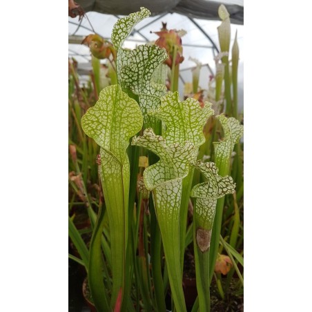 Sarracenia leucophylla 'green, Milton, Florida'