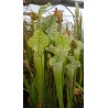 Sarracenia leucophylla 'green, Milton, Florida'