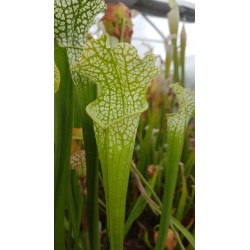 Sarracenia leucophylla 'green, Milton, Florida'