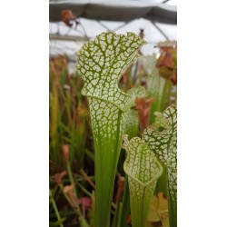 Sarracenia leucophylla 'green, Milton, Florida'