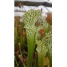 Sarracenia leucophylla 'green, Milton, Florida'