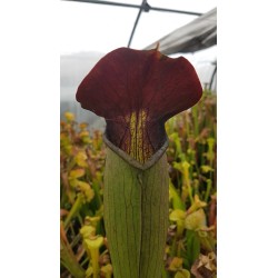 Sarracenia alata 'very large maroon'