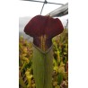 Sarracenia alata 'very large maroon'