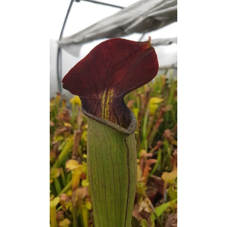 Sarracenia alata 'very large maroon'