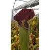 Sarracenia alata 'very large maroon'