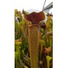 Sarracenia alata 'red lid'