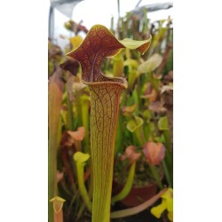 Sarracenia alata 'red lid'