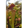 Sarracenia alata 'red lid'