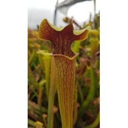 Sarracenia alata 'red lid'