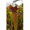 Sarracenia alata 'red lid'