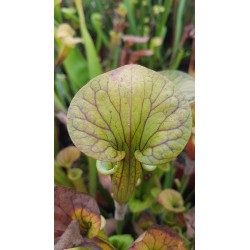 Sarracenia flava var. cuprea 'small form'