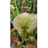 Sarracenia flava var. cuprea 'small form'