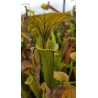 Sarracenia flava var. cuprea 'small form'