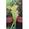 Sarracenia leucophylla 'jaune'