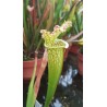 Sarracenia leucophylla 'jaune'