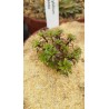 Stylidium irenea