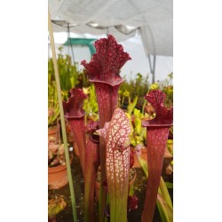 Sarracenia X juthatip soper