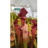 Sarracenia X juthatip soper