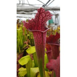 Sarracenia X juthatip soper