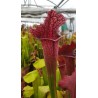 Sarracenia X juthatip soper