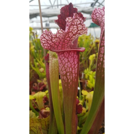 Sarracenia X juthatip soper