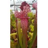 Sarracenia X juthatip soper