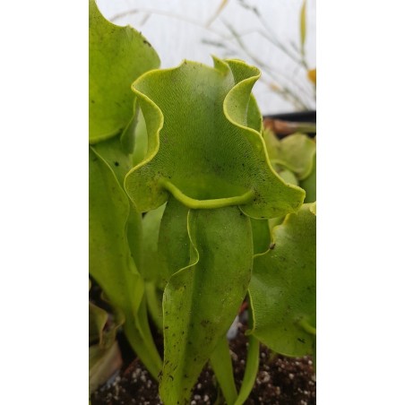 Sarracenia purpurea subsp. venosa heterophylla