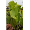 Sarracenia purpurea subsp. venosa heterophylla