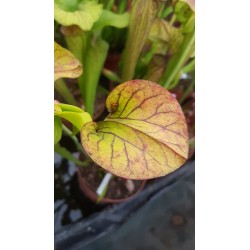 Sarracenia oreophila 'pink lip'