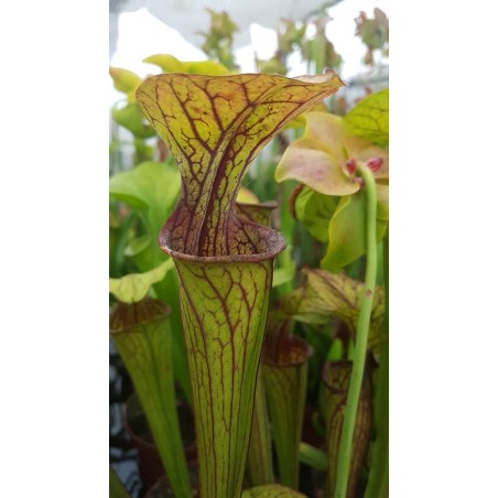 Sarracenia oreophila 'pink lip'