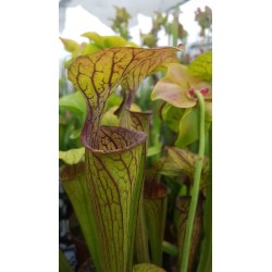 Sarracenia oreophila 'pink lip'