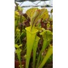 Sarracenia flava 'Shalotte, Brunswick Co'