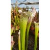 Sarracenia X pink thing